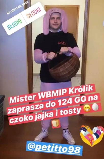 królik 